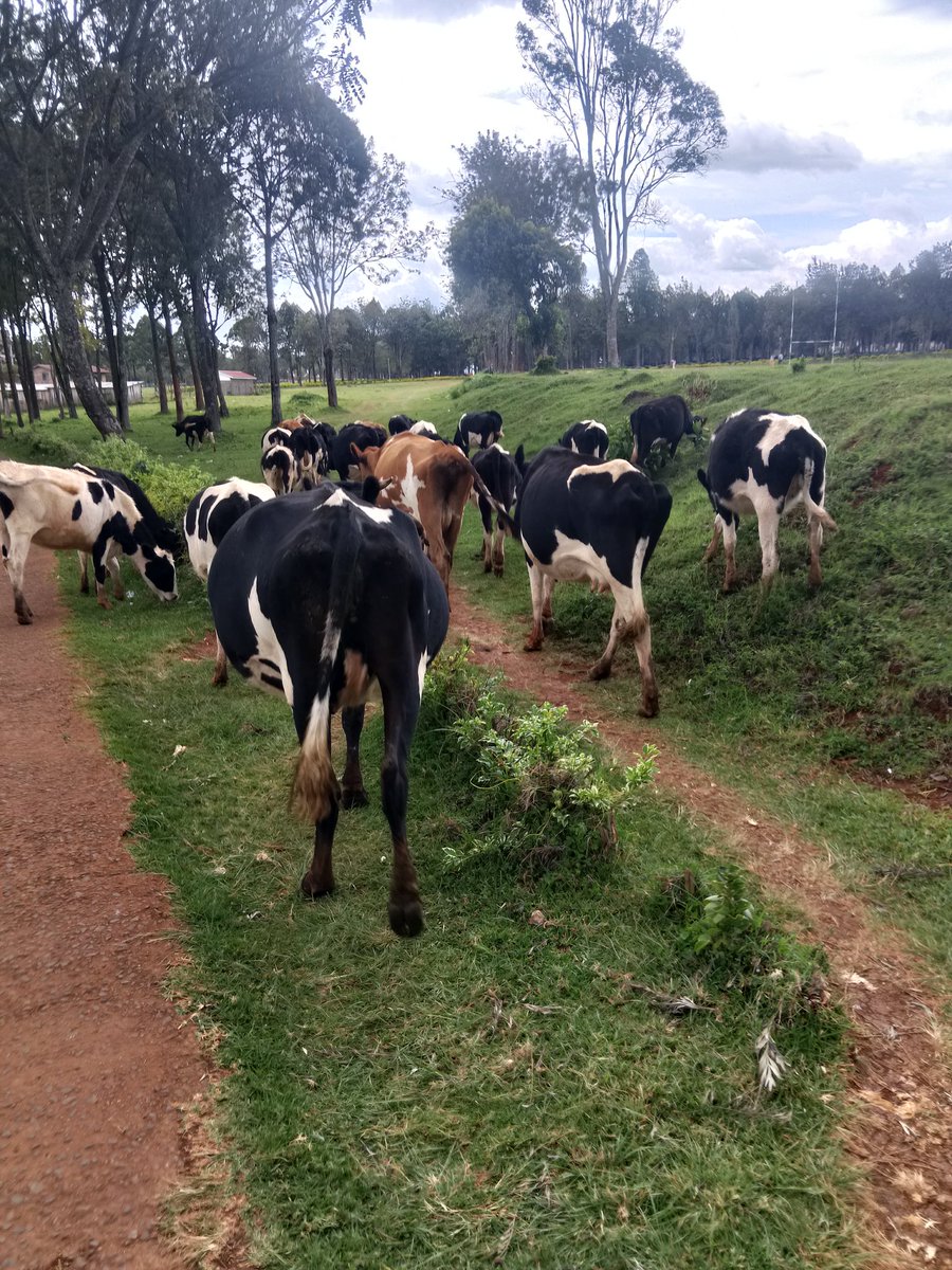 WAZIRI MKUU tweet media