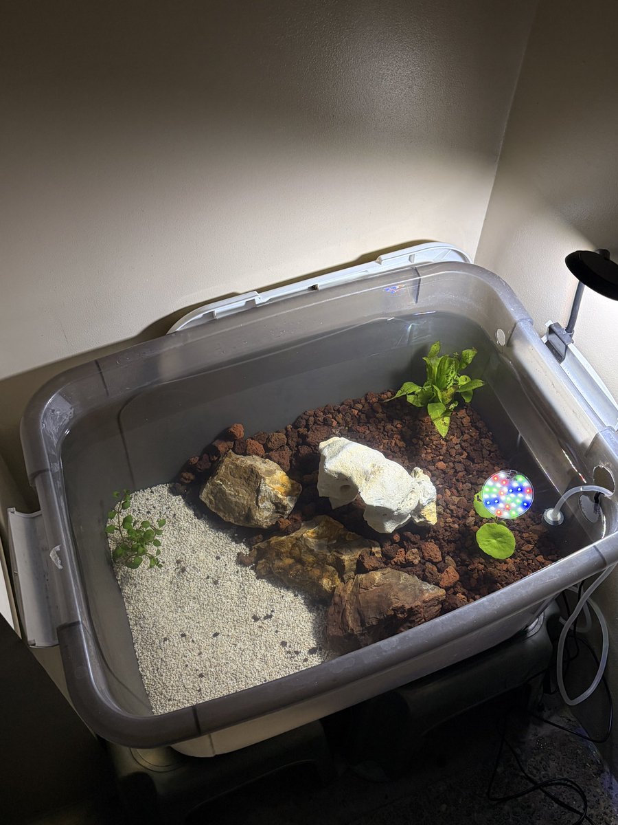 Thirdy 🐺 tweet media