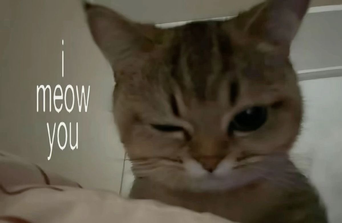 쵝오당도싱싱라즈벨໒꒱ tweet media