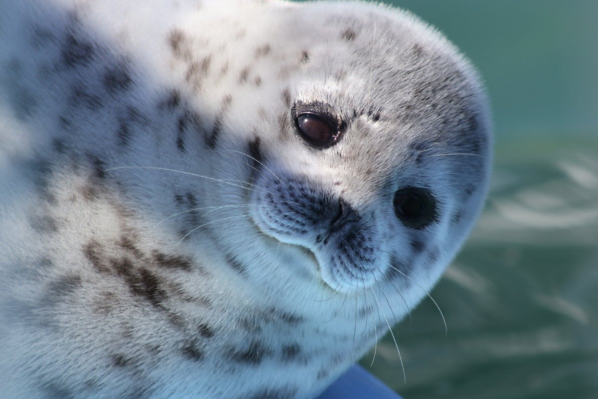 k4i0🦭 tweet media