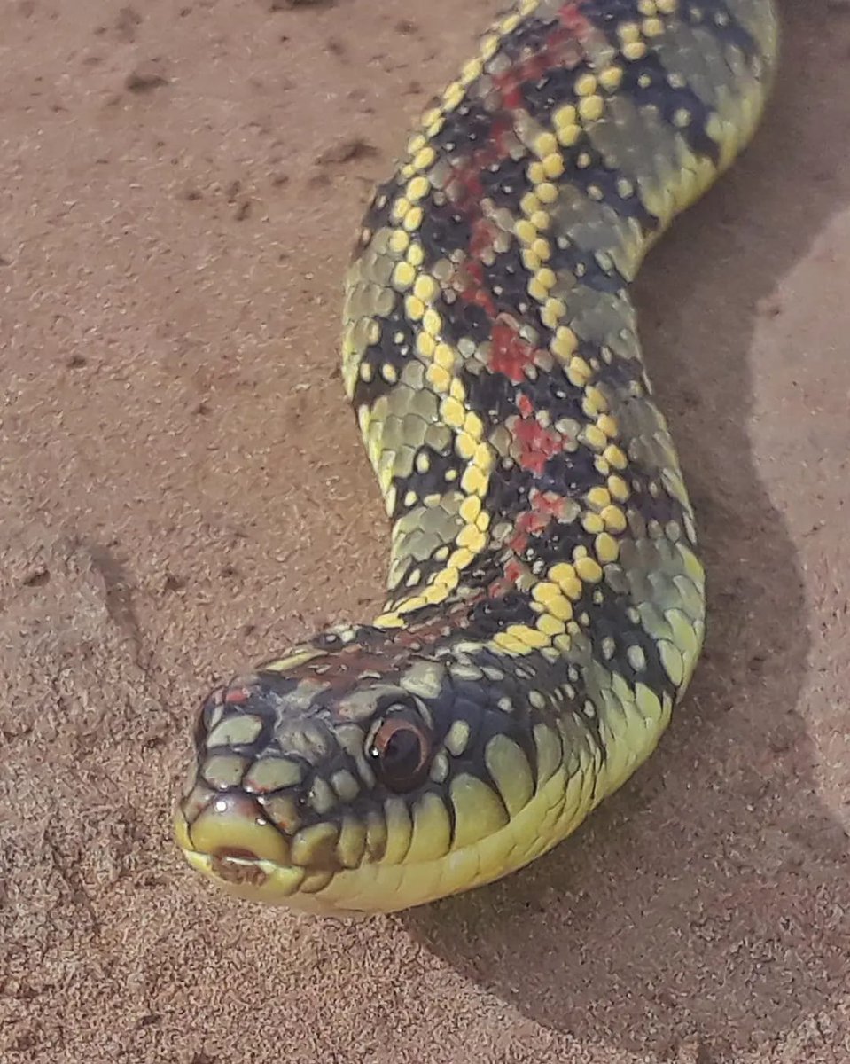 alejandromorici's tweet photo. #Taxojueves de #Serpentes
Culebra listada https://t.co/2ZOkGjePp2