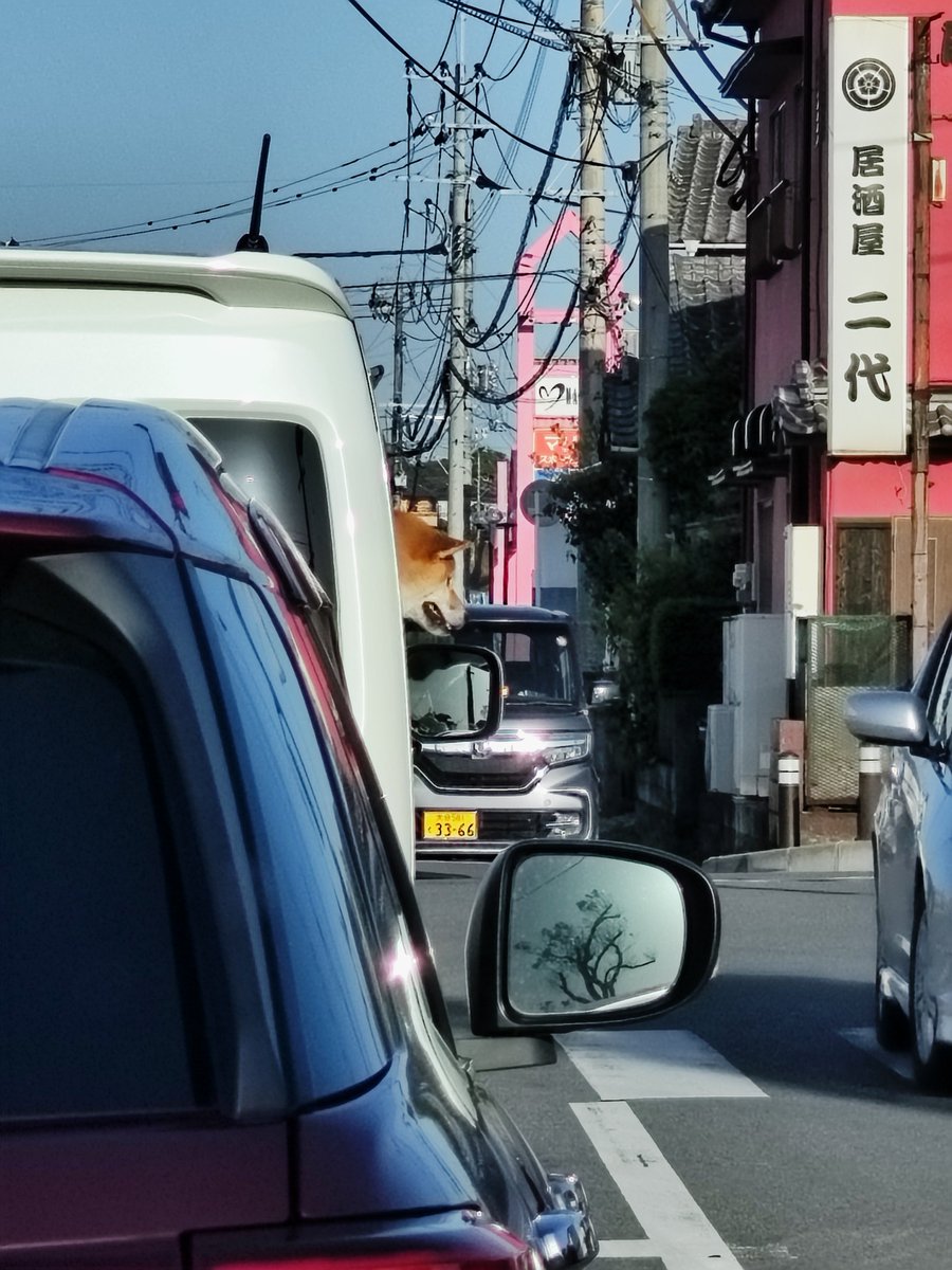 もやしいたけ tweet media