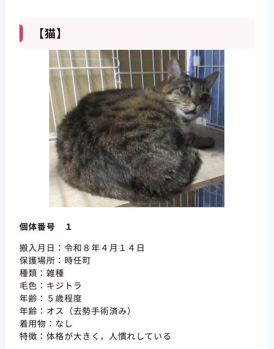 北海道＊保健所＊里親募集 tweet media