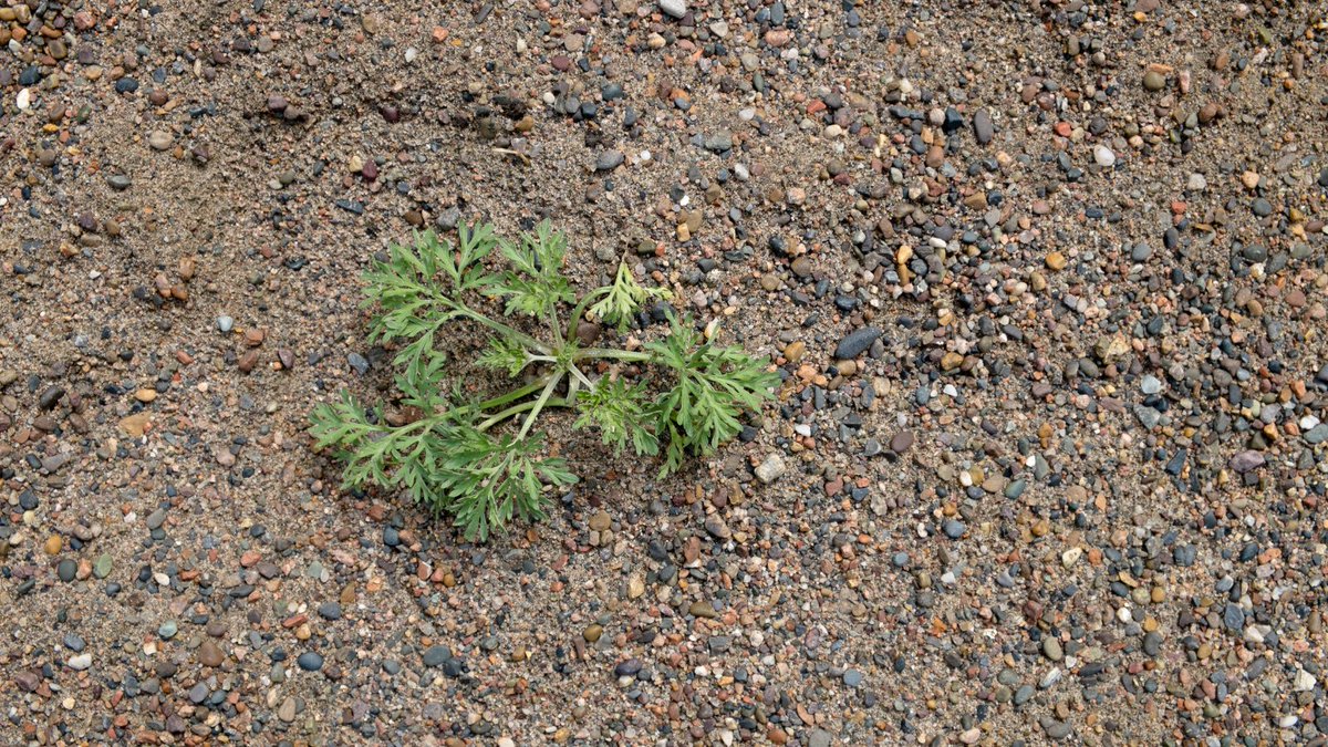 Brampton Grow Green tweet media