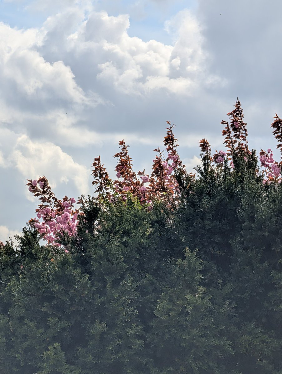 SCPFCB_FANS's tweet image. Der Frühling ist da heuer an der #ems 🥰 Einen schönen Feierabend allen