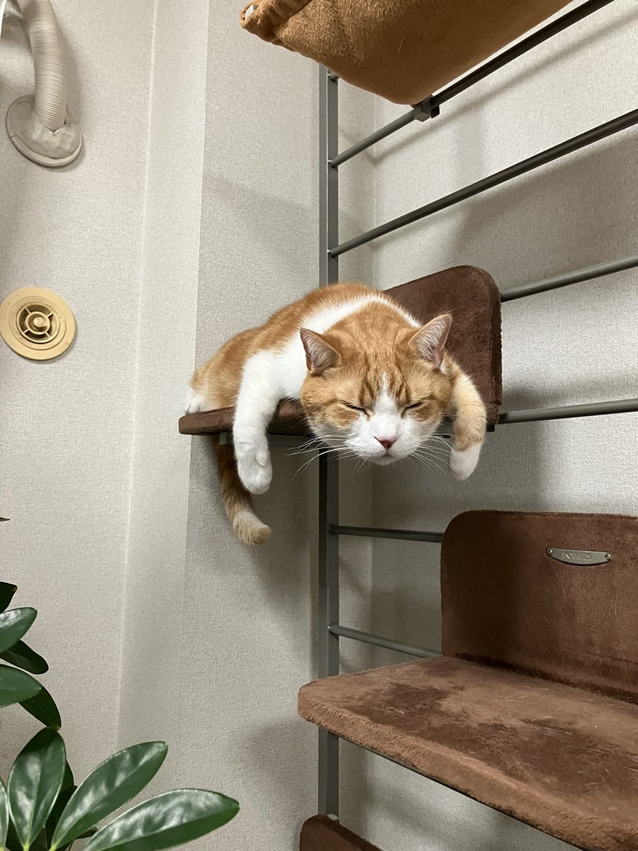 祖国さん_保守党と参政党支持者はフォローしてこないでね😉 tweet media