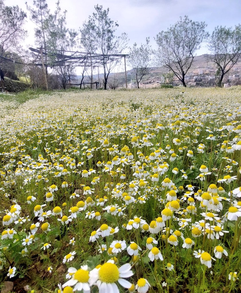 meryemcsknc's tweet image. Şifa niyetine. İlk kez topladım. 🌿
#Yeşilli #Mardin