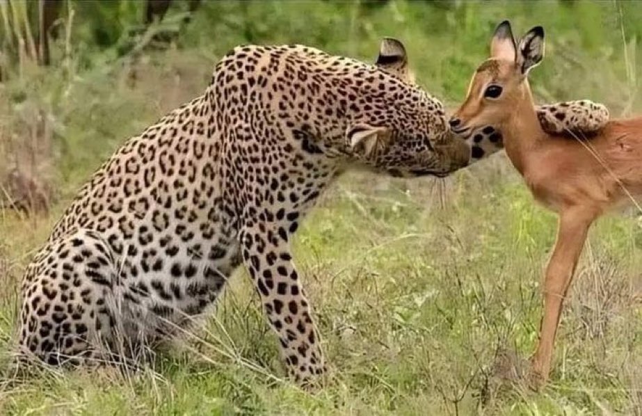 Arnolderic tweet media