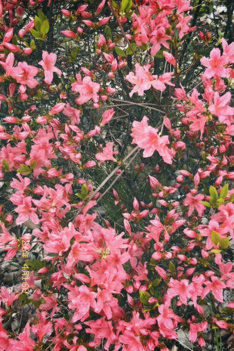 saimork | tweet media