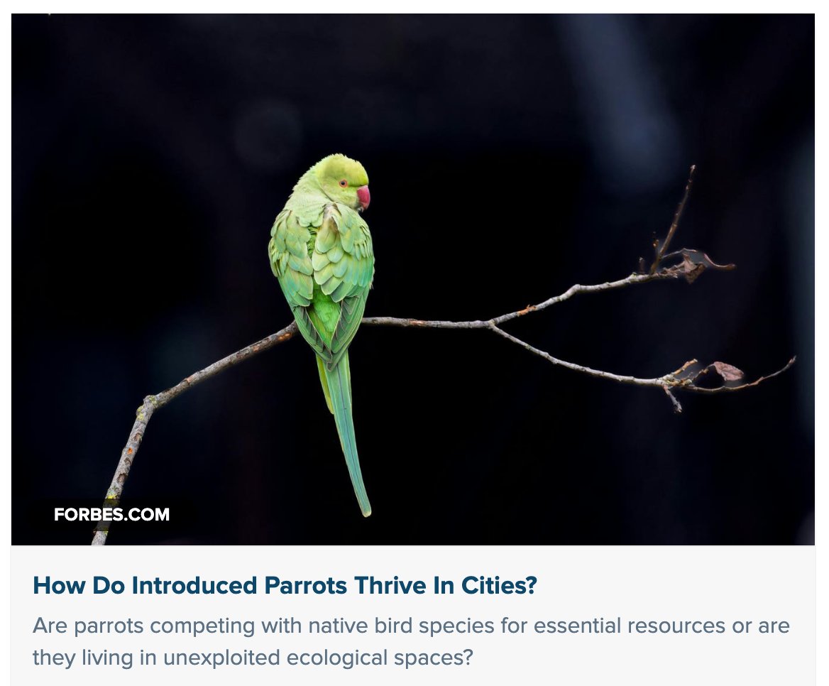 GrrlScientist's tweet image. How Do Introduced Parrots Thrive In Cities?

"Are parrots competing with native bird species for essential resources or are they living in unexploited ecological spaces?"

#SciComm by @GrrlScientist 

#ecology #IntroducedSpecies #biodiversity #UrbanBirds forbes.com/sites/grrlscie…