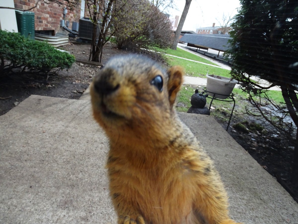 VeganSquirrelMan tweet media