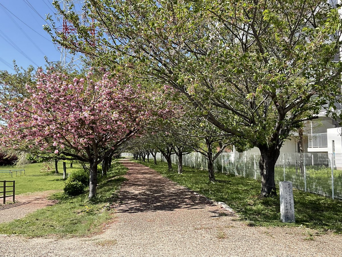 １日1日✨変化する桜
私が同化してる？😂

それと🌳赤毛のアンが
来そうな景色👏