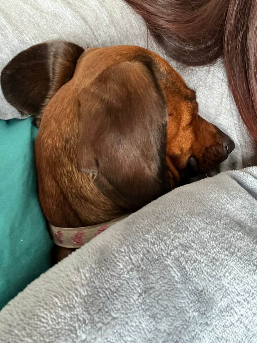 🐶🦮🐈Baltazar..🐕🐕‍🦺🐈 tweet media