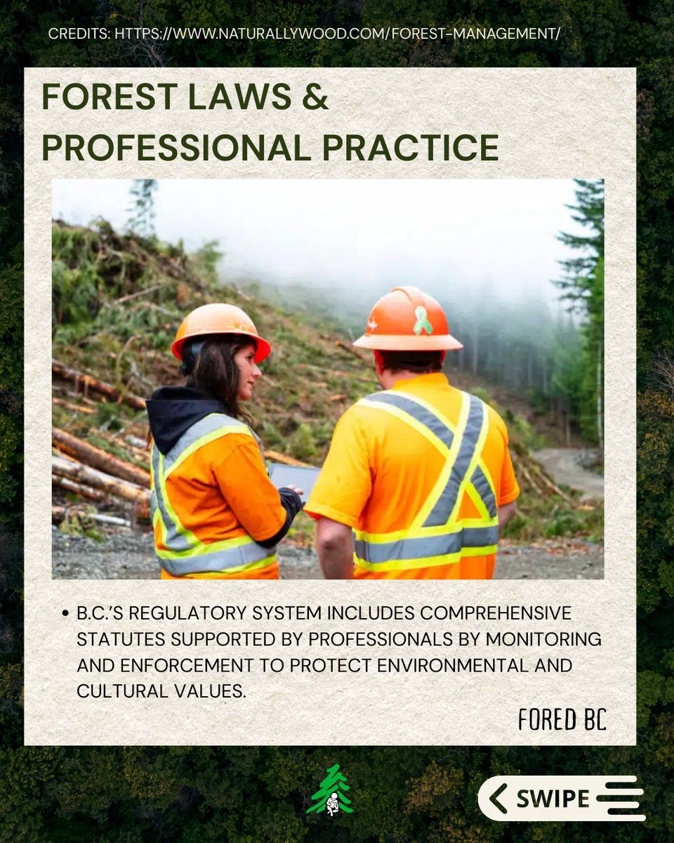 FOREDBC's tweet image. DID YOU KNOW CANADA IS THE THIRD MOST FORESTED COUNTRY IN THE WORLD? 🌲
And 15% of it located in BC. 

Here's how are forests are sustainably managed: 👇

🔗 naturallywood.com/forest-managem…

#britishcolumbia #forestry #sustainableforestry #foredbc
