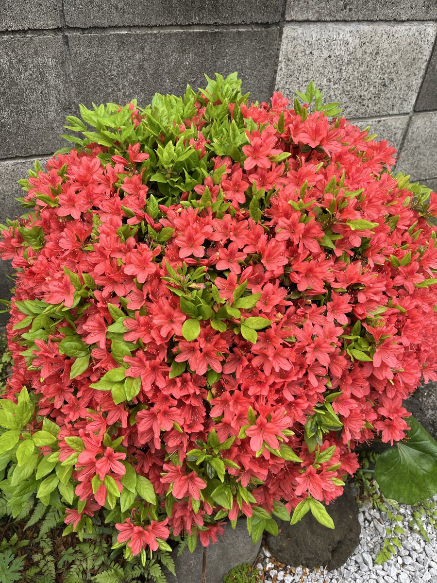 新しく買ったランニングシューズ、おばあちゃんの家に咲いているツツジくらい鮮やか〜🌺