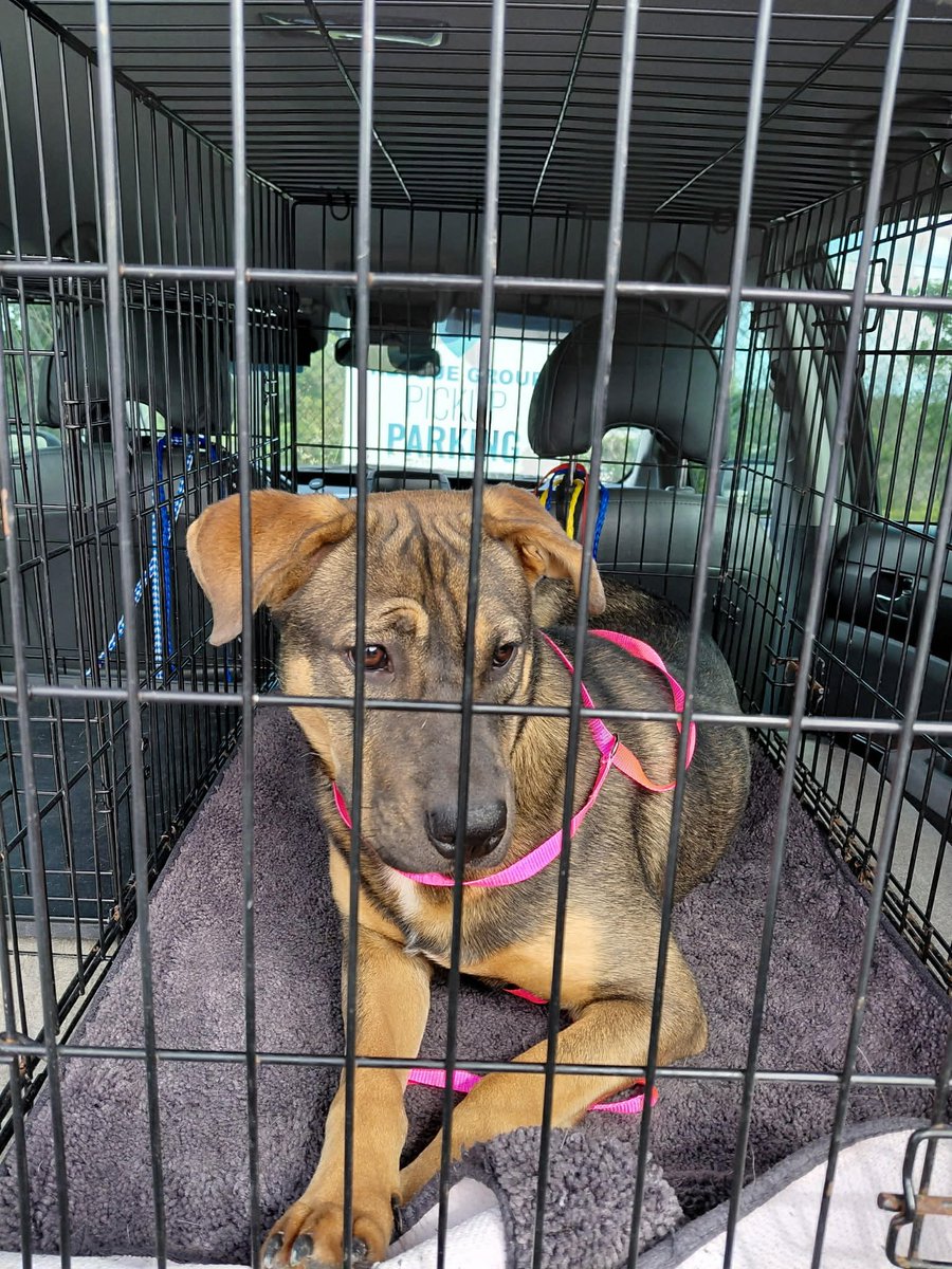 PawsnTails4TX's tweet image. 🎉💞🥳Another great save by #SaveSomeSouls Thanks to a foster and all of you puppy SABLE has a second chance and a future 🙏🐾 Thanks so very much for helping her! Please honor your pledges! 
Happy tails SABLES 🎈🎊💞
Houston #TX 
#A651255