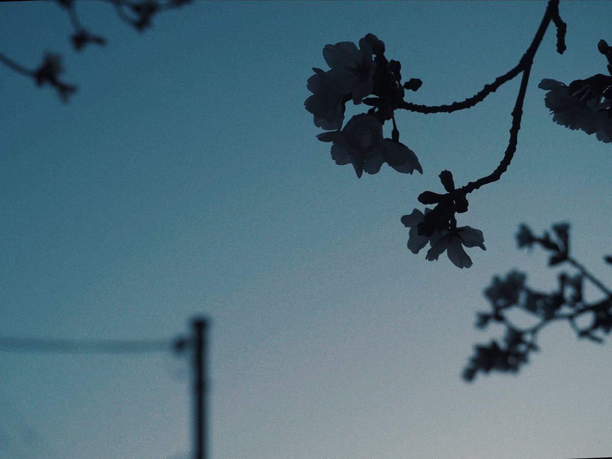 ᴍᴏᴏɴʟʏ tweet media