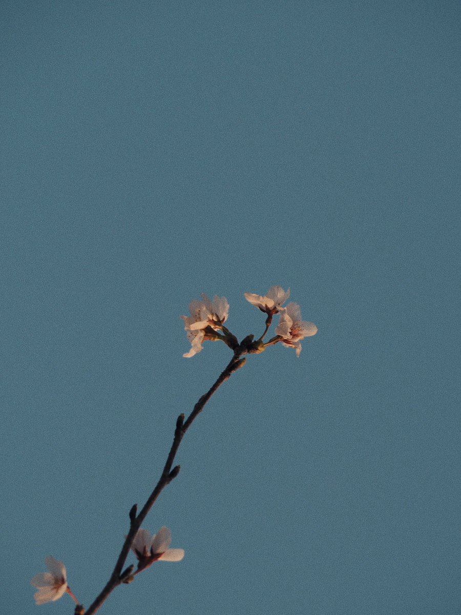 ᴍᴏᴏɴʟʏ tweet media