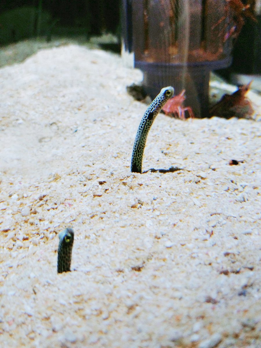 ばすち🧀 tweet media