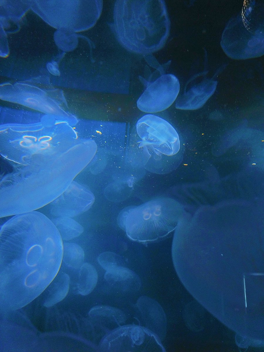 ばすち🧀 tweet media