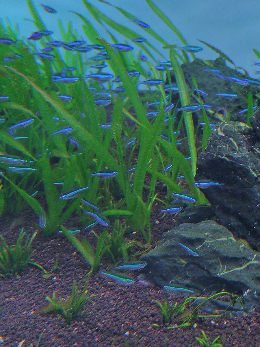 ばすち🧀 tweet media