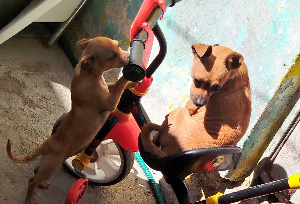 viripeludos's tweet photo. 🆘De verdad ningún interésado en este par de hermosas pequeñas? Son mami eh hija la pequeña está pendiente por vacunar y esterilizar y a la mami le falta vacunar 😰 desafortunadamente estamos en crisis $ y buscamos padrinos o adopción responsable que pueda cubrir $ los gastos🙏🆘 https://t.co/goHosAv4Um