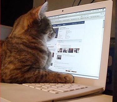 Tio Felino (Leo) tweet media