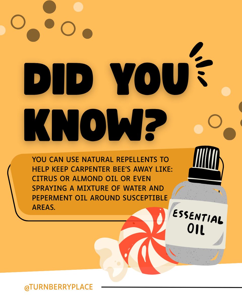 Turnberry_Place's tweet photo. Did you know? Here is a little tip to put in your back pocket for this spring and upcoming summer!
#turnberrplaceapartments #stpeters #bees #didyouknow #peppermint #stpetersliving #samlife #summerlife #springtime #aptliving https://t.co/32YnlUud9H