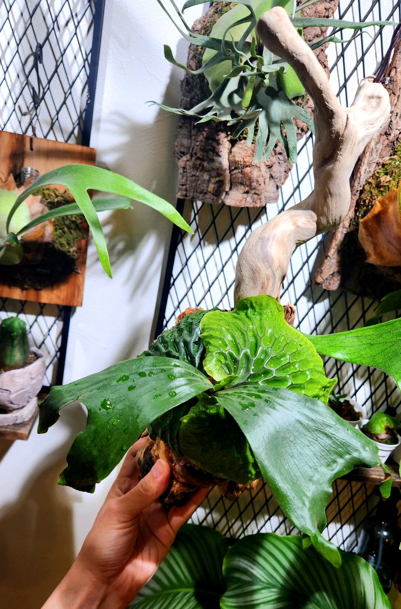 木彫りのぽっぽ🪵ぽっぽの木彫り屋さん tweet media