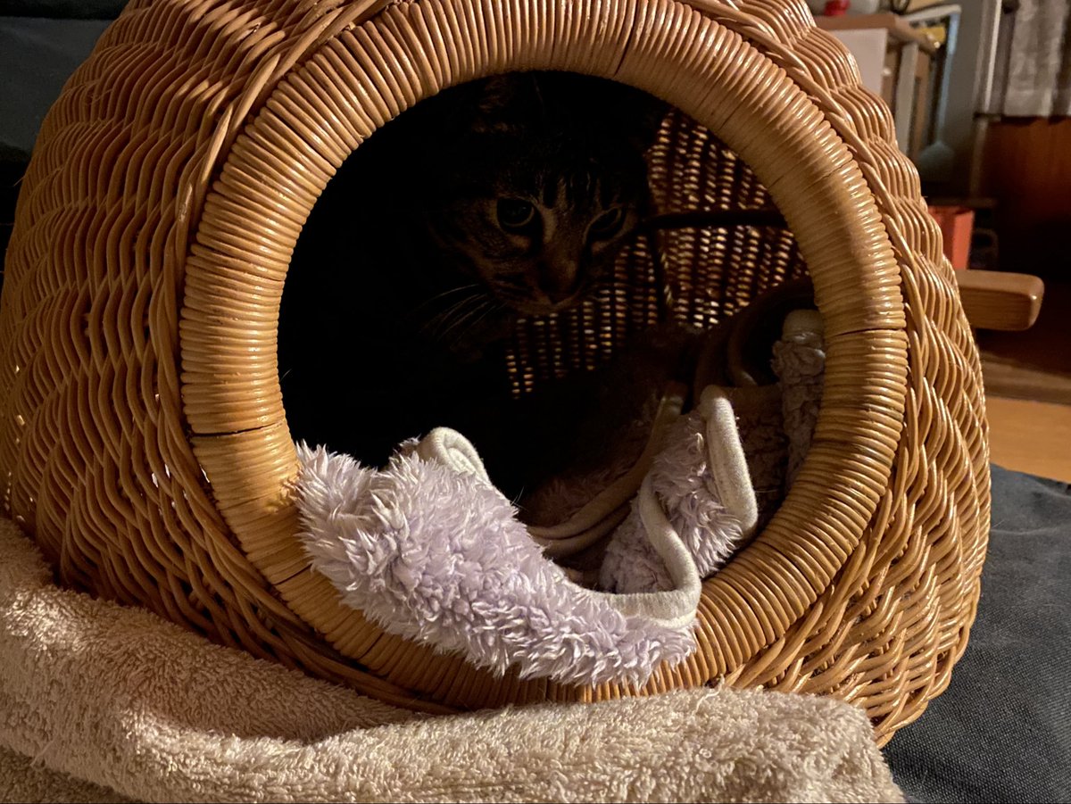 那賀 樹一郎 Kiichiro-Kyle NAKA tweet media