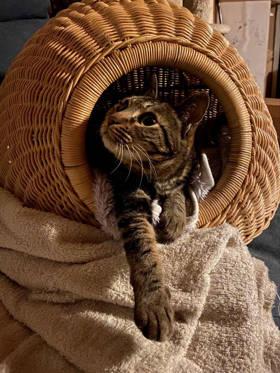 那賀 樹一郎 Kiichiro-Kyle NAKA tweet media