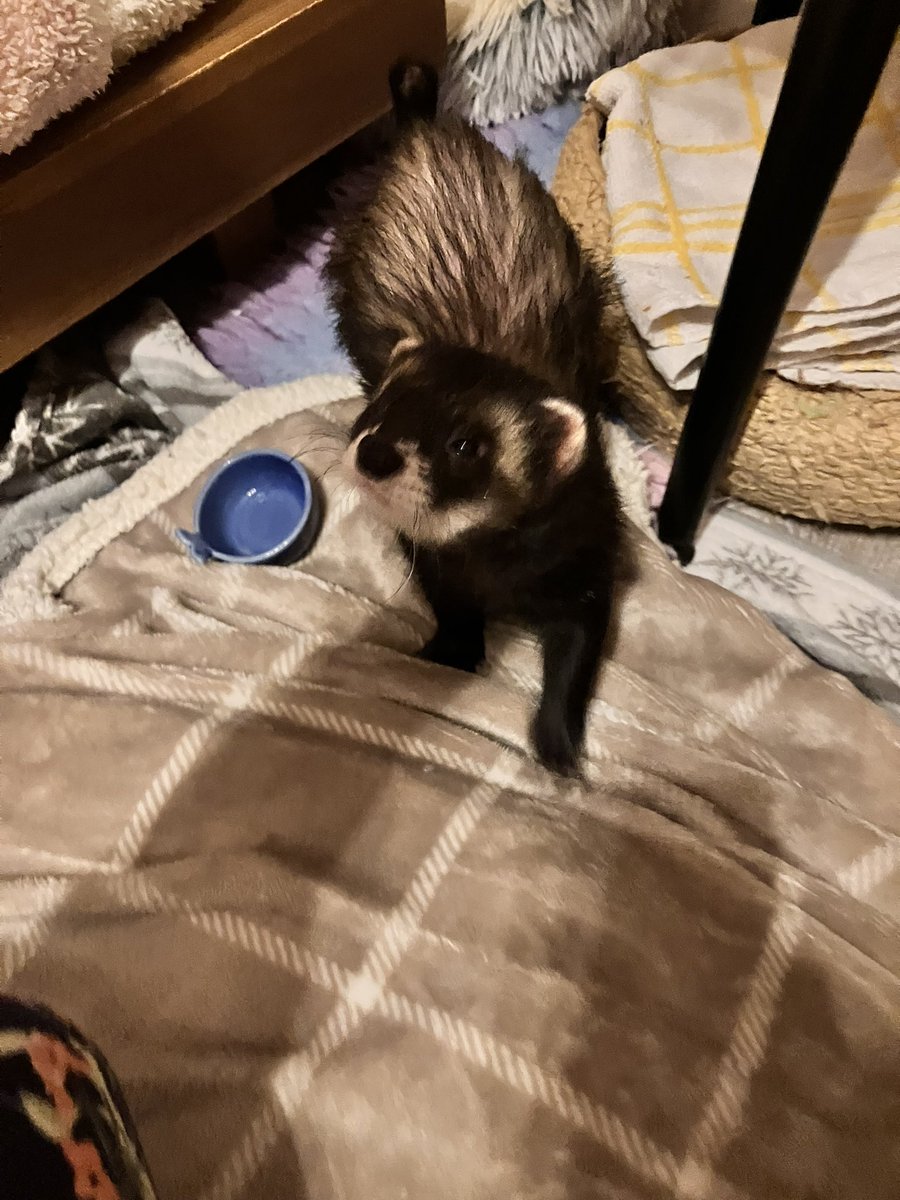 CaliCeri tweet media