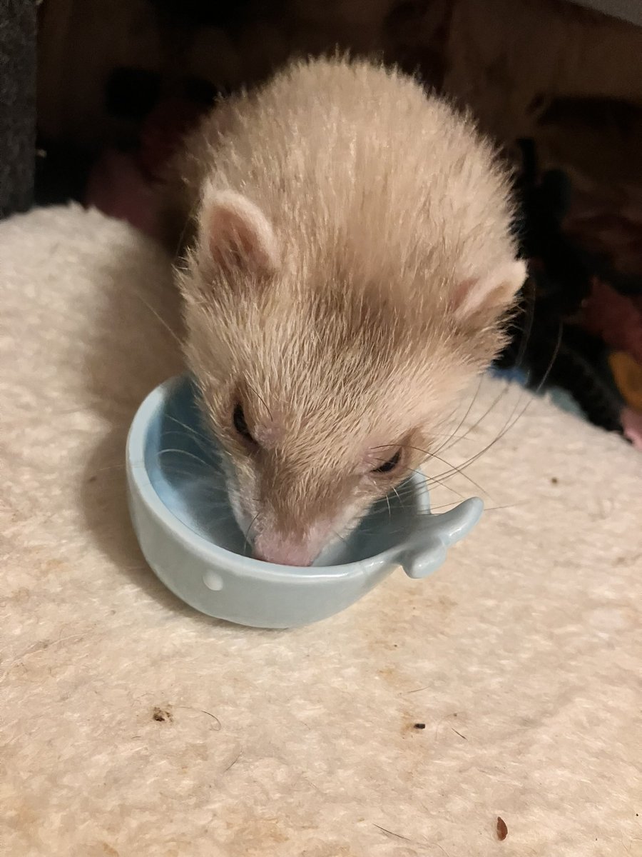 CaliCeri tweet media