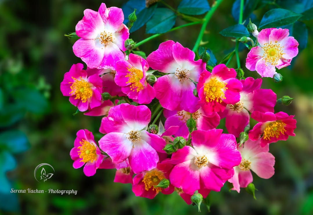 SerenaVachon's tweet image. Pink wild roses! #flowers #flowerphotography #FlowersOfX #nature #NaturePhotography #pink