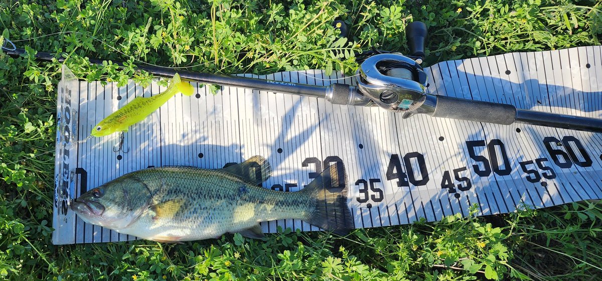 たまに実力発揮するえーさん(仮) tweet media