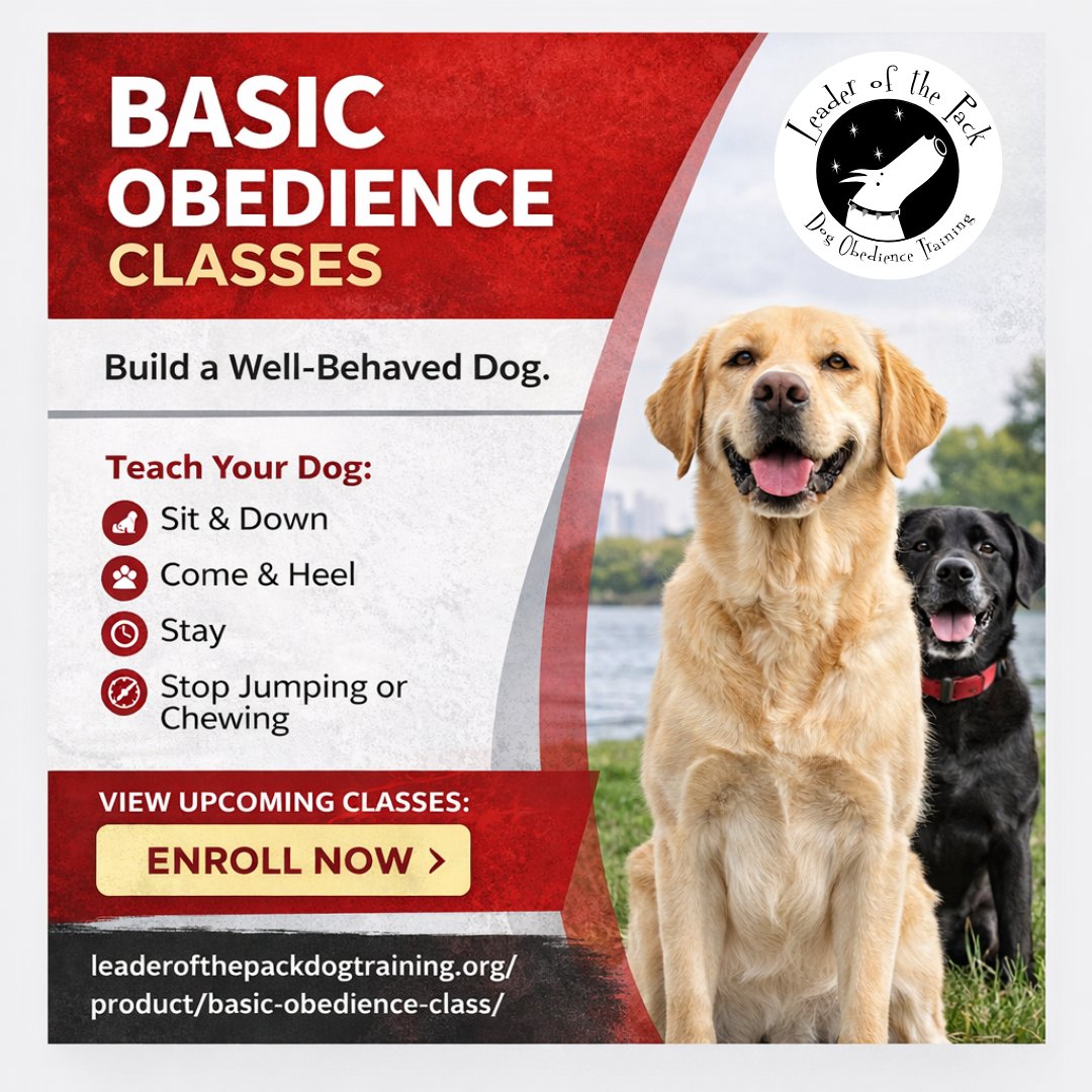 Packleaderofthe's tweet photo. A Basic Obedience Class is where better behavior starts. Leader of the Pack works on sit, down, come, heel, stay, and everyday issues like jumping, mouthing, and chewing. Register here: https://t.co/w8A6hK4Ayj 

#LeaderOfThePack #DogTrainingQuincy #BasicObedience #DogBehavior https://t.co/As3MZShauV