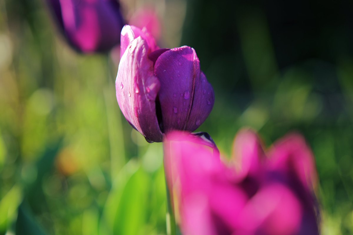 朝露の花

Camera : Panasonic LUMIX S9
Lens : SIGMA 65mm F2 DG DN