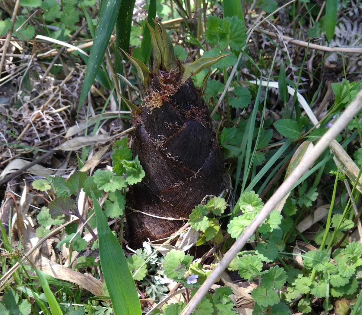 １枚目→息子撮影
２枚目→私撮影
（う～ちゃんの顔が違うのよ。息子に懐いてるから）
３枚目→畑。耕運機と草刈り
４枚目今年初

たけのこおばさん２号
師匠はりーこちゃん。
<a href="/Riiikochan0808/">りーこ（RNボンフリーの妻）🍐</a>