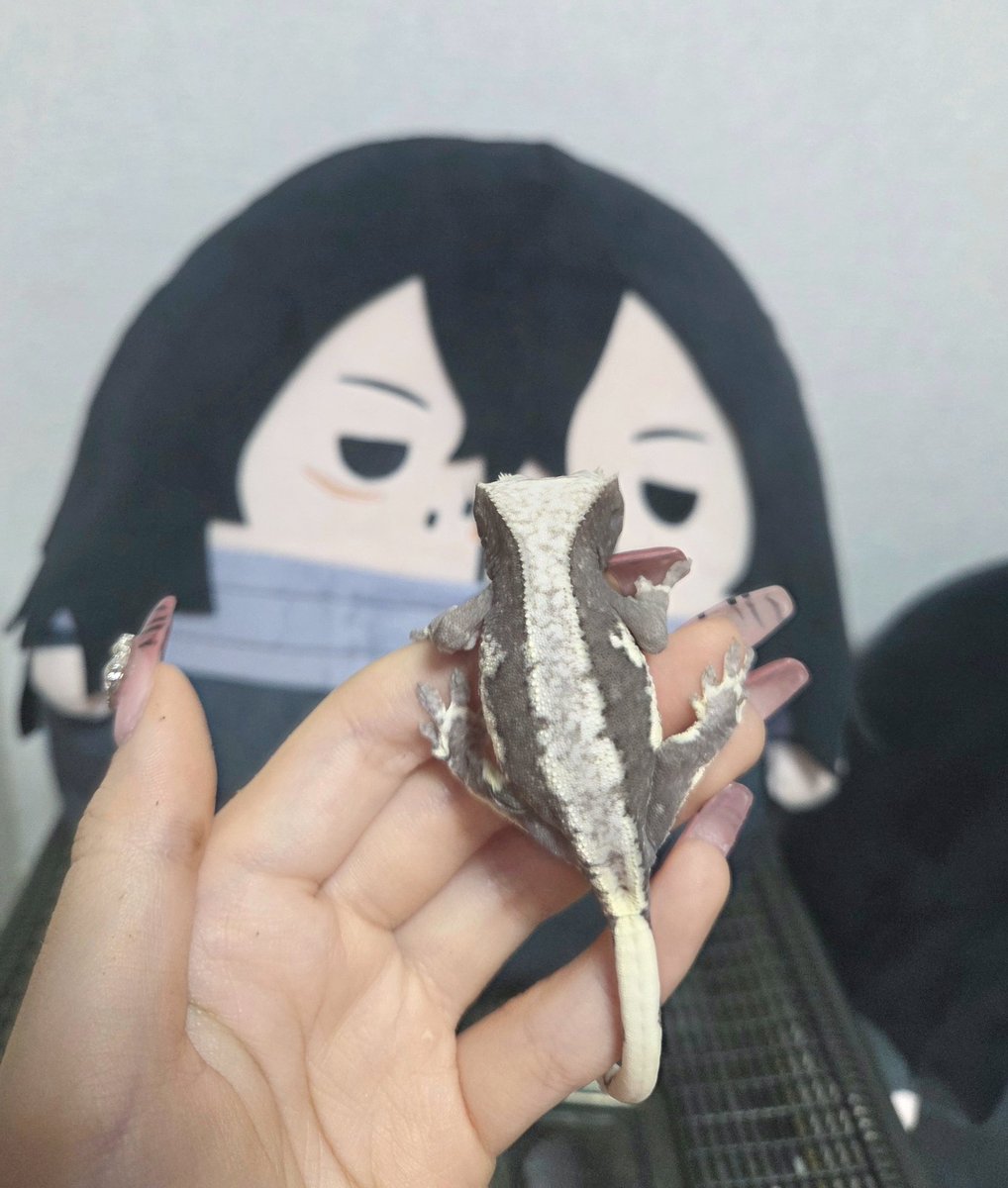 MAMA_PICTURE's tweet photo. 저희집 도마뱀 뚱띠해요 https://t.co/yfVLwotUGX
