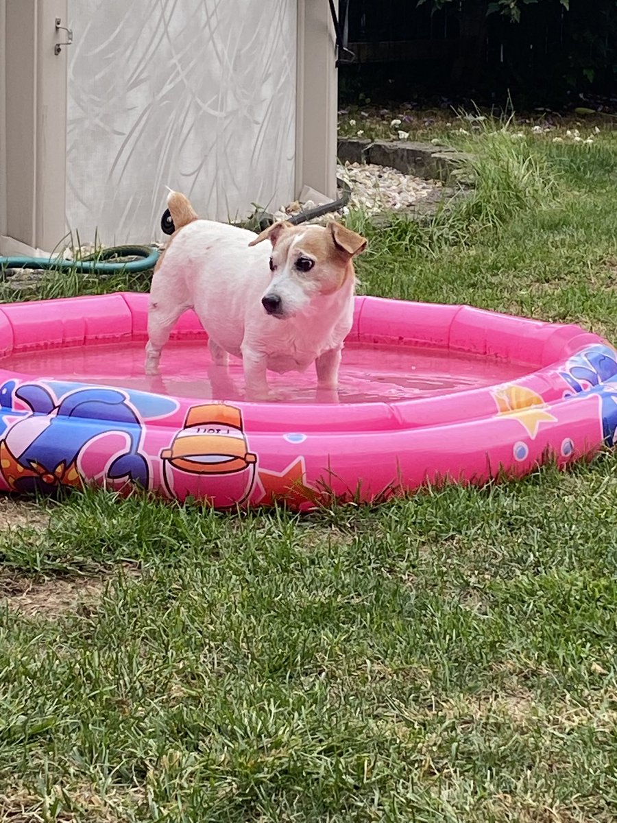 DaisyMaeJack's tweet image. Pool days are coming. I see it around da corner 👀 🐾💗 #ThrowbackThursday #poolball #ballislife #dogsofX
