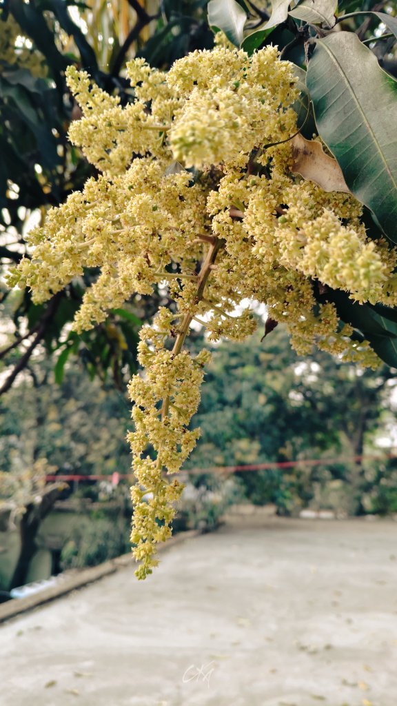 Champakeswara Mahanta ଚମ୍ପକେଶ୍ୱର ମହାନ୍ତ 🇮🇳 tweet media