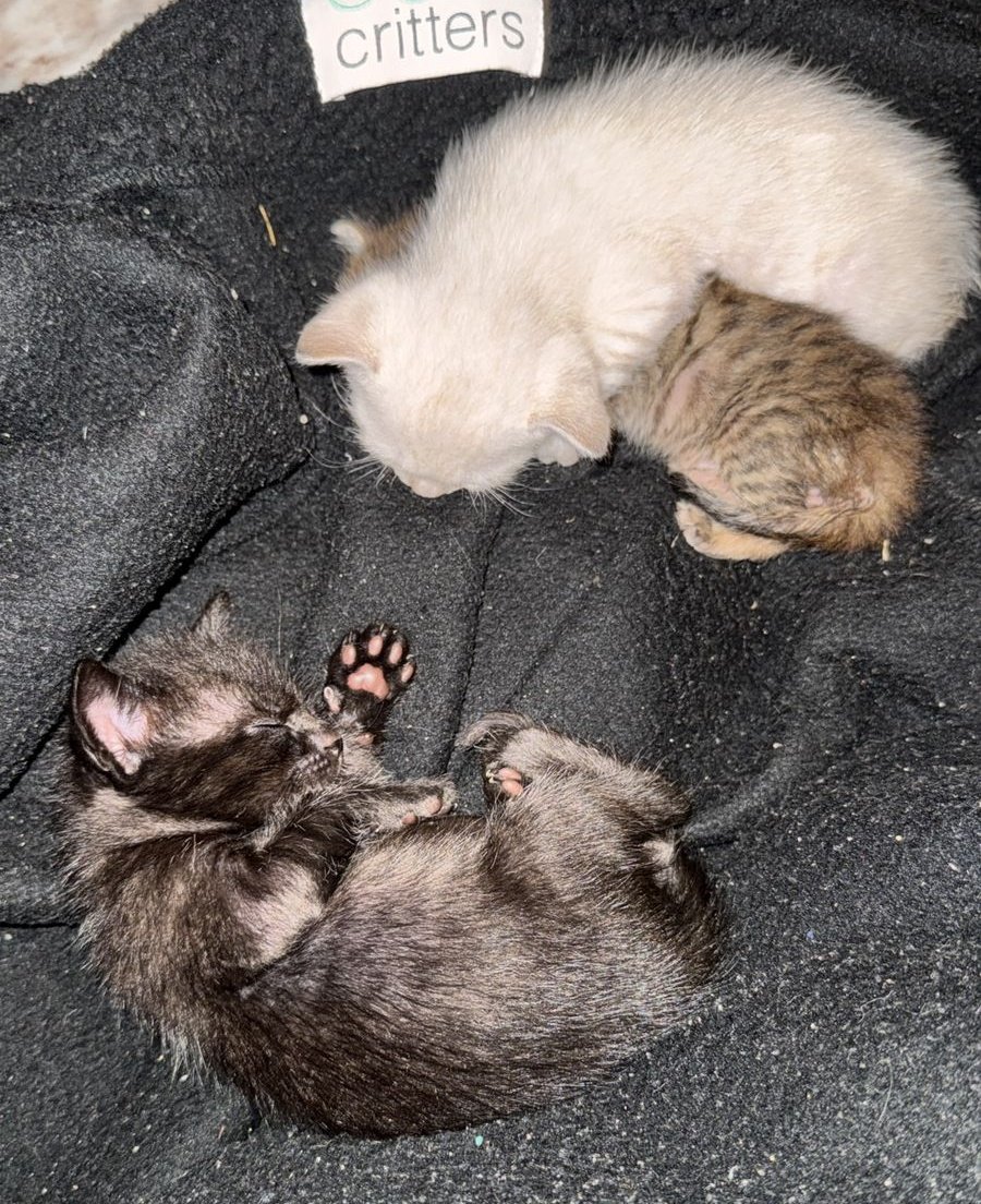 Koa La Nde Michi 😺😸😽😼😻 tweet media