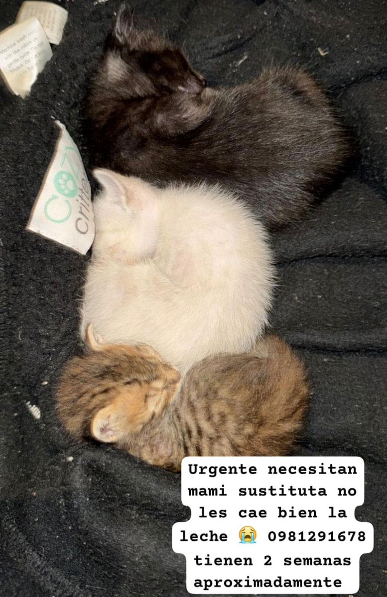 Koa La Nde Michi 😺😸😽😼😻 tweet media