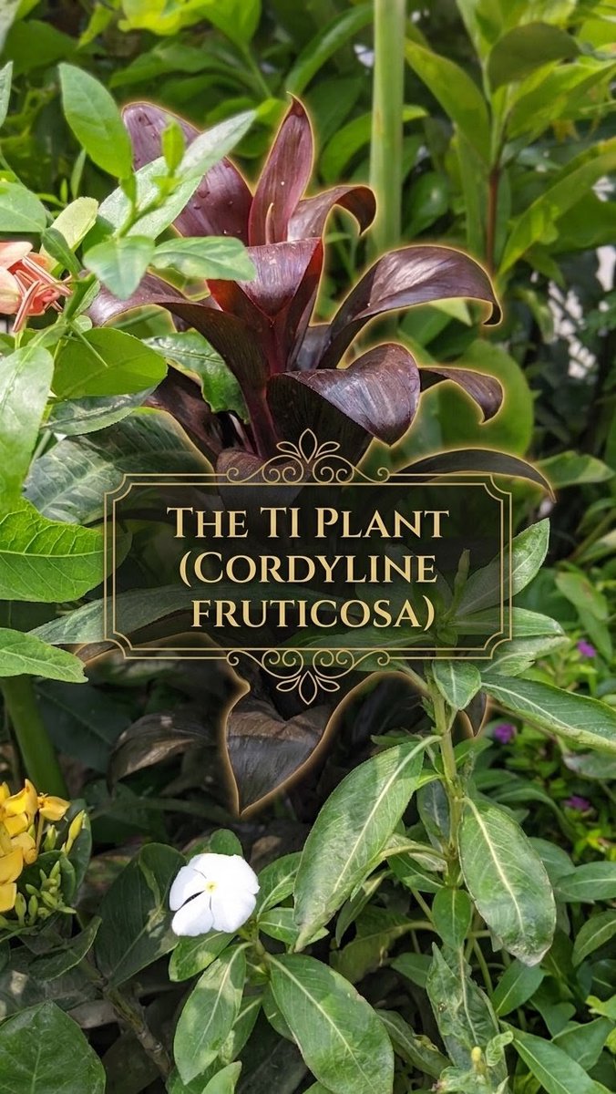 GardenOwne19328's tweet image. The golden framed text and the 'Tea Tree' with reddish leaves in the middle give the atmosphere a royal and elegant look. The white flower below looks great as a symbol of simplicity. 💫✨"
#Gardening 
#Amaryllis
#GardenLover
#MyGarden
Gardenowner.com