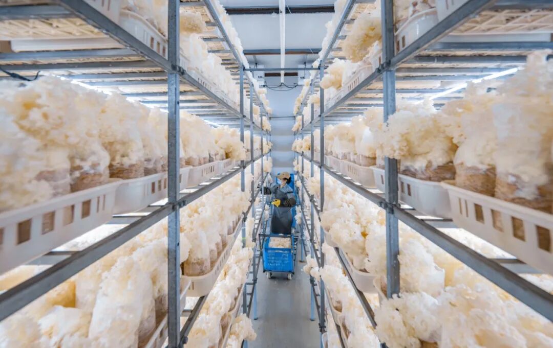 HereIsNanjing's tweet image. 🍄 65% market share! How did a rare high-altitude mushroom become a 200M RMB industry in Nanjing? 🚀 Through AI-powered smart farming, Gaochun is now the world's leading hub for "Cauliflower Mushrooms." The future of #AgriTech is here! 🌿 #Nanjing #Superfood #Innovation