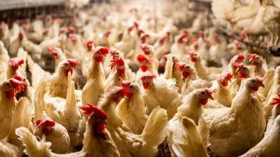 Abdullah AL-Khmais tweet media