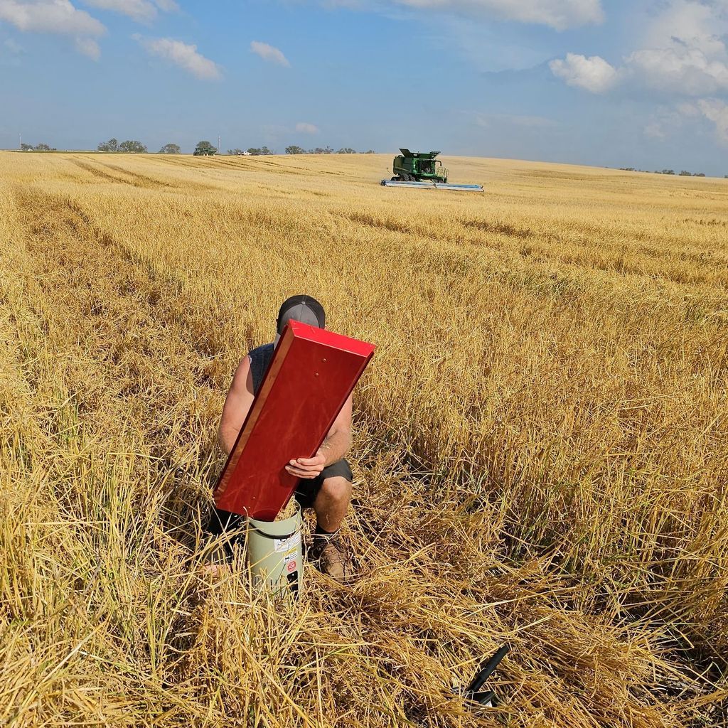 BushelPlus's tweet photo. We're throwing it back to last summer when we were testing our MAD Concaves with @ShelbourneReyno stripping barley!

❌ No cover plates needed...
⬇️ Crack less ⬆️ Harvest more wth our hard thresh modular inserts! https://t.co/BnGK9vCsXC