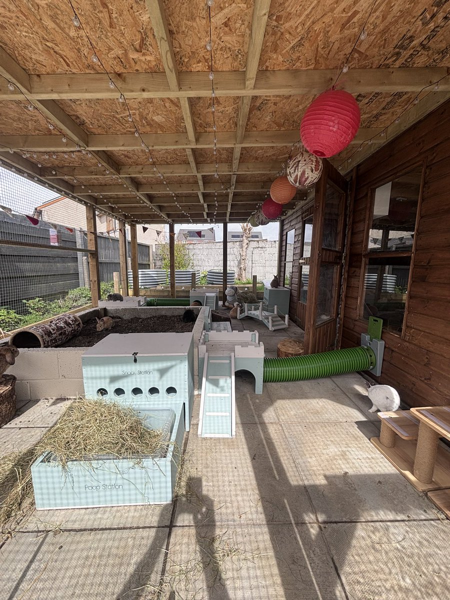 Carrot Cottage Rabbit Rescue tweet media