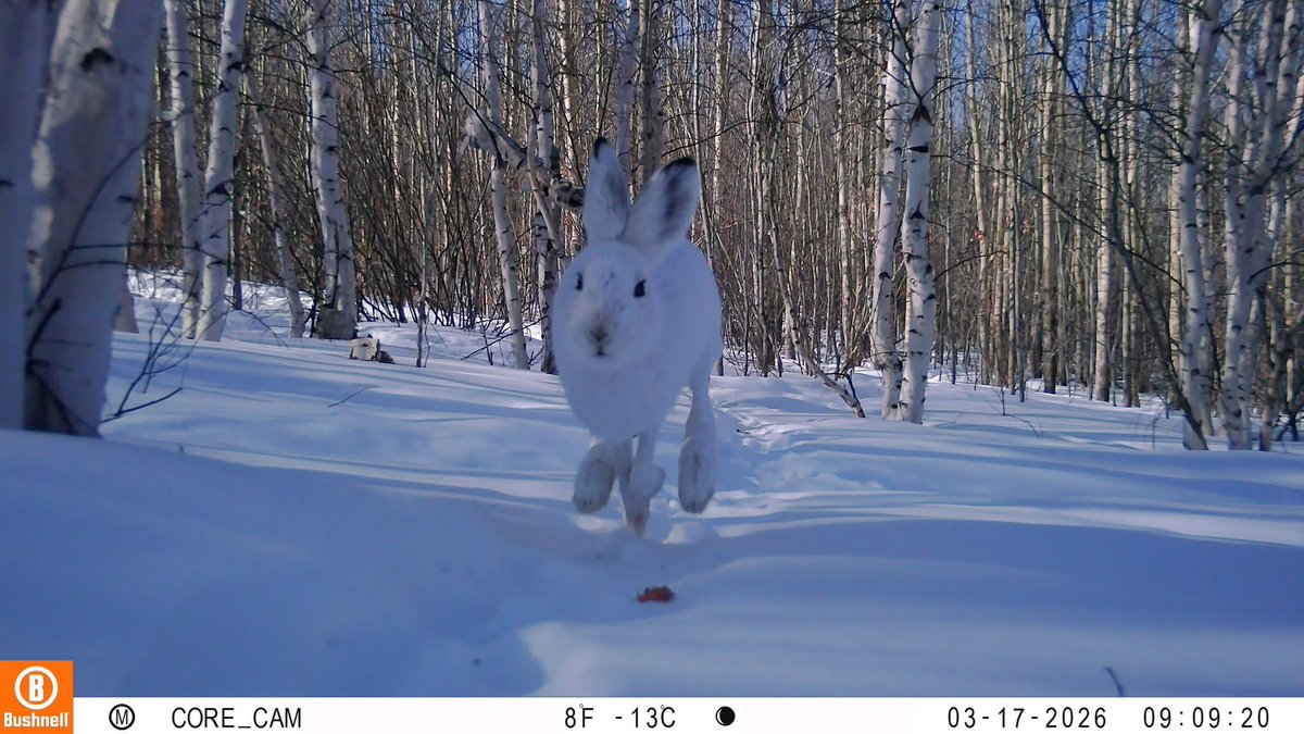 trailcam tweet media