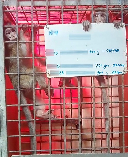 AboliciónVivisección tweet media